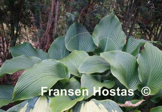 Hosta Green Power